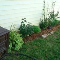 Photo Thumbnail #2: August 2008 Lilac foundation garden in progress...