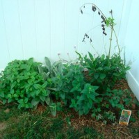 Photo Thumbnail #6: Side herb garden August/July