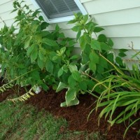 Photo Thumbnail #1: Our hibiscus, hosta and day lilie foundation...