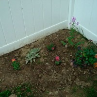 Photo Thumbnail #3: New little side herb garden...first planted...