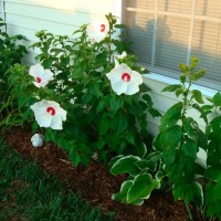 Photo Thumbnail #7: Early august hibiscus, hosta and day lily...