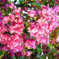 Photo Thumbnail #22