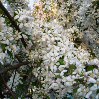 Photo Thumbnail #14