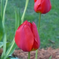Photo Thumbnail #28