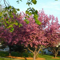 Photo Thumbnail #16