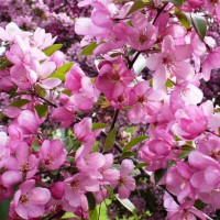 Photo Thumbnail #8