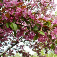 Photo Thumbnail #11