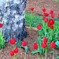 Photo Thumbnail #27