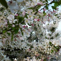 Photo Thumbnail #15