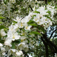 Photo Thumbnail #13