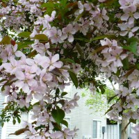 Photo Thumbnail #12