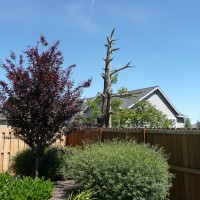 Photo Thumbnail #20: Flowering plum tree with snag tree in background.