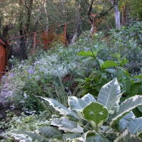 Photo Thumbnail #3: Plantings with Brugmansia 'Sunset' in foreground.