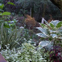 Photo Thumbnail #6: Another view of the plantings.  Many California...