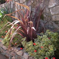 Photo Thumbnail #9: O la la!!!  Phormium 'Guardsman, Geranium...