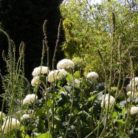 Photo Thumbnail #3: Shades of white with Hydrangea, Francoa, and...