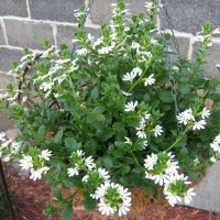 Photo Thumbnail #16: Surdiva White (Scaevola)