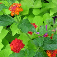 Photo Thumbnail #13: Sweet potato vine, lantana and petunia.