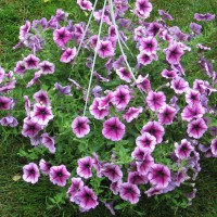 Photo Thumbnail #18: Hanging petunia