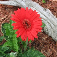 Photo Thumbnail #24: Gerbera Daisy