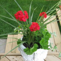 Photo Thumbnail #7: Geranium, spike & licorce plant.  2008