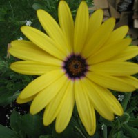 Photo Thumbnail #17: African daisy