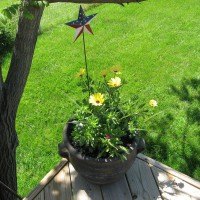 Photo Thumbnail #6: Osteospermum, bocopa, gomphrena & spike.