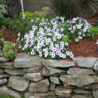 Photo Thumbnail #25: Petunias