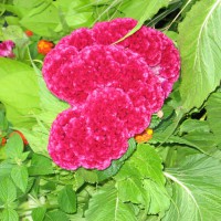 Photo Thumbnail #4: Cockscomb or Celosia