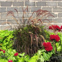 Photo Thumbnail #3: Purple Fountain Grass, cockscomb, sweet potato...