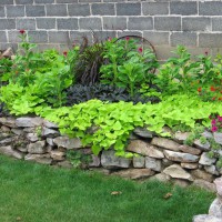 Photo Thumbnail #1: Black & green sweet potato vine, cockscomb,...