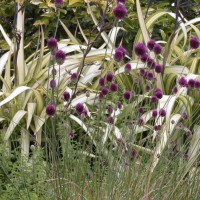 Photo Thumbnail #6: Close up of Phormium 'Cream Delight' with...