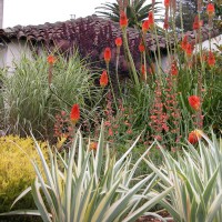 Photo Thumbnail #2: Kniphofia uvaria above Iris pallida 
Variegata...