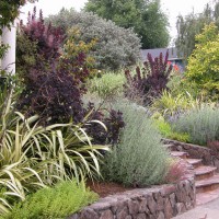 Photo Thumbnail #5: Front entry step planting with Phormium '...