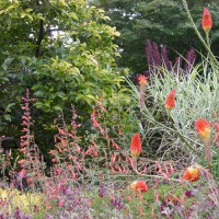 Photo Thumbnail #3: Kniphofia with Agastache 'Apricot Sunrise',...