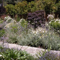 Photo Thumbnail #5: Front entry plantings of lavender, nepeta,...