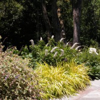 Photo Thumbnail #10: Main terrace border with Plectranthus coleoides...
