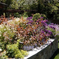 Photo Thumbnail #6: Main terrace planting bed with Trachelium...