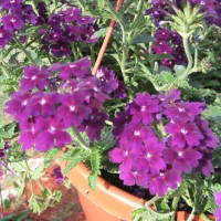 Photo Thumbnail #16: Purple verbena