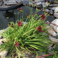 Photo Thumbnail #18: Plum Perfect Daylily