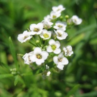 Photo Thumbnail #14: Tiny wildflowers.