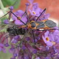 Photo Thumbnail #4: Assassin bug dining on a fly. Good bug!