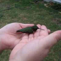 Photo Thumbnail #6: Dazed male ruby throated hummingbird. He's OK. 