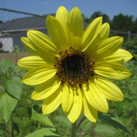 Photo Thumbnail #11: First flower to open up in the wildflower bed.