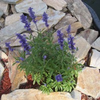 Photo Thumbnail #17: Salvia Blue