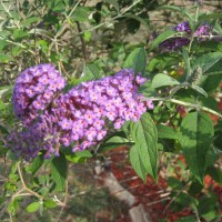 Photo Thumbnail #21: Butterfly bush