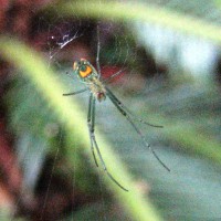 Photo Thumbnail #22: Orchard spider