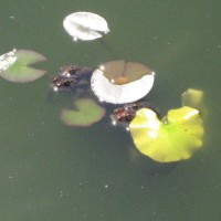 Photo Thumbnail #7: Two pair of American toads.