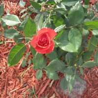 Photo Thumbnail #13: Beautiful rose.