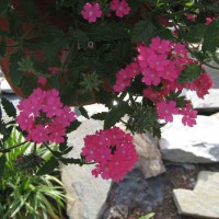 Photo Thumbnail #20: Pink Verbena